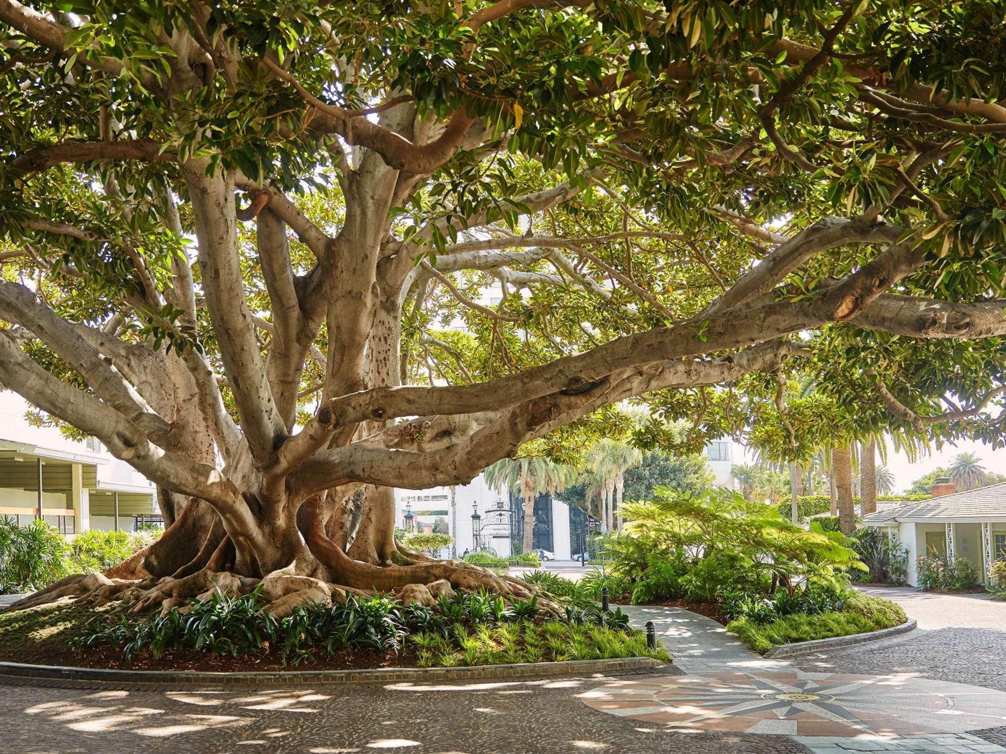 Fairmont Miramar Hotel & Bungalows Santa Monica Kültér fotó